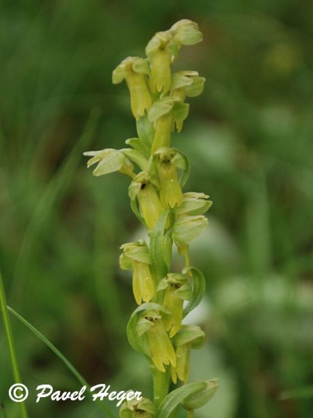 Dactylorhiza viridis